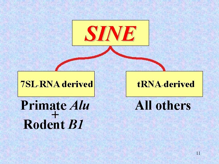 SINE 7 SL-RNA derived t. RNA-derived Primate Alu + Rodent B 1 All others