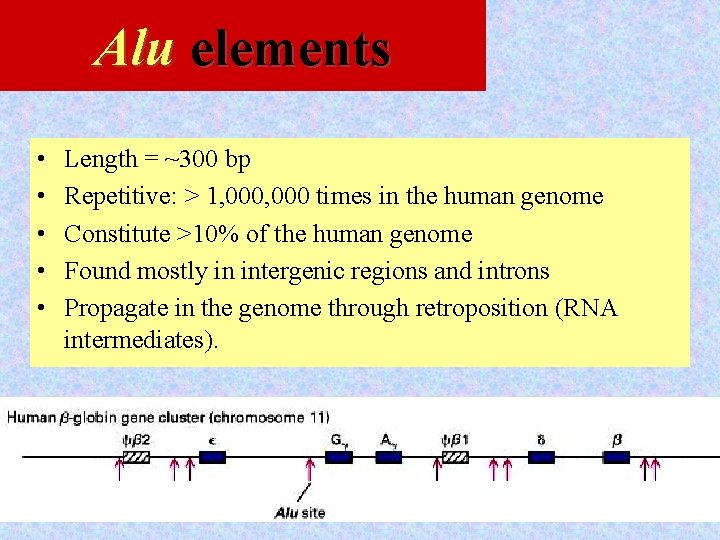 Alu elements • • • Length = ~300 bp Repetitive: > 1, 000 times