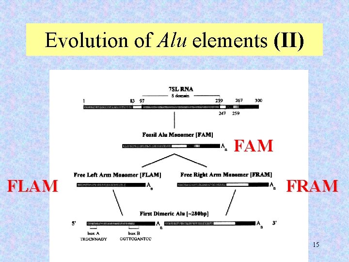 Evolution of Alu elements (II) FAM FLAM FRAM 15 