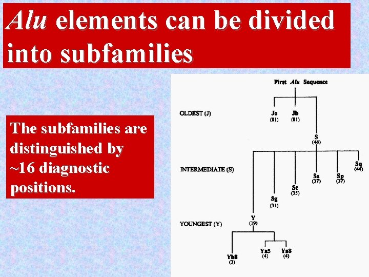 Alu elements can be divided into subfamilies The subfamilies are distinguished by ~16 diagnostic