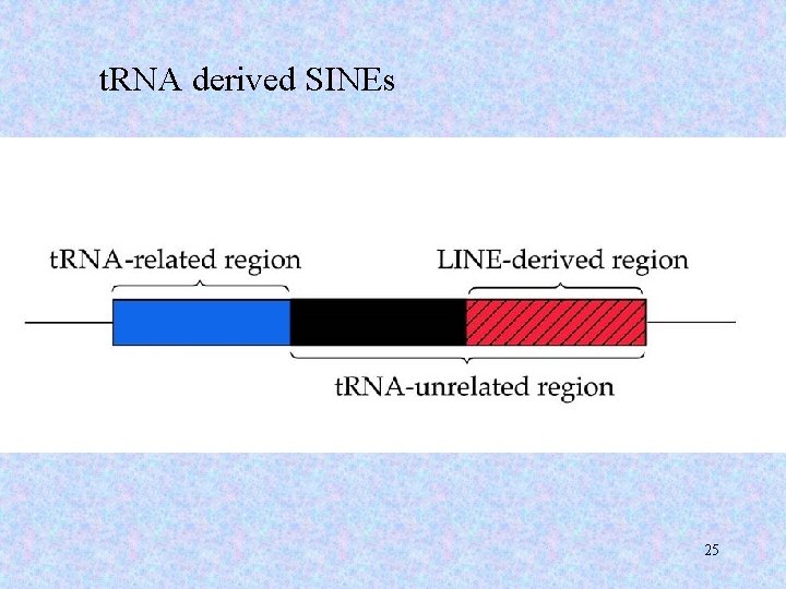 t. RNA derived SINEs 25 