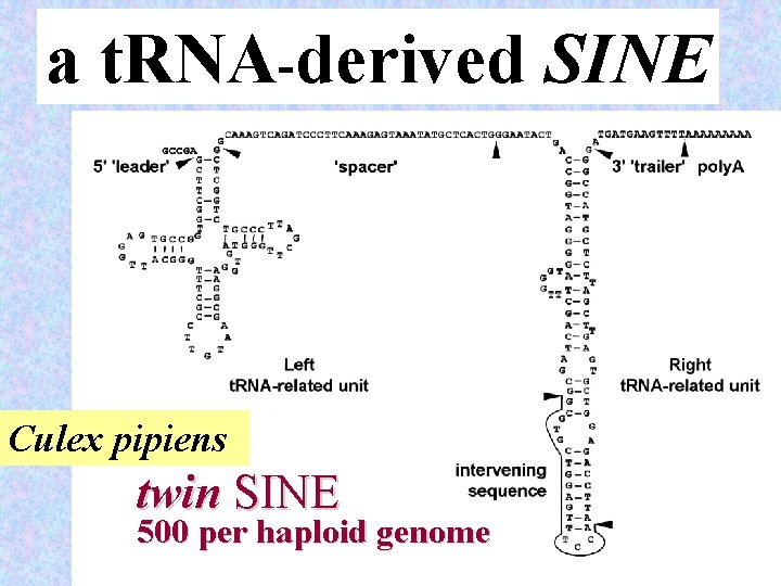 a t. RNA-derived SINE Culex pipiens twin SINE 500 per haploid genome 26 