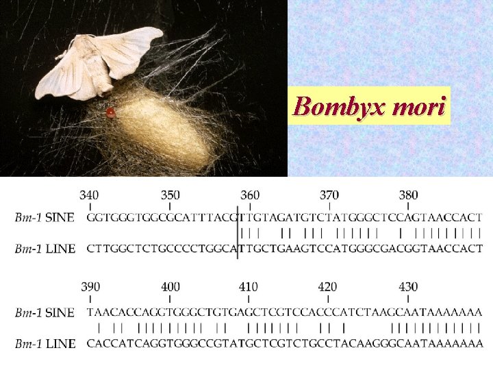 Bombyx mori 28 