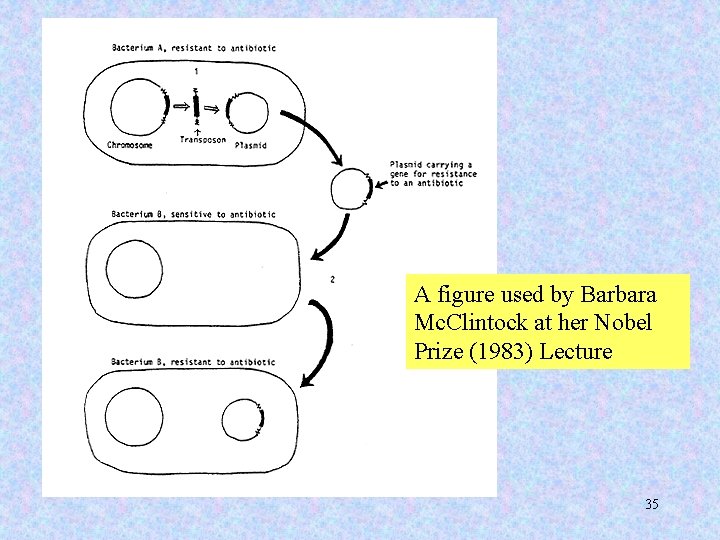A figure used by Barbara Mc. Clintock at her Nobel Prize (1983) Lecture 35