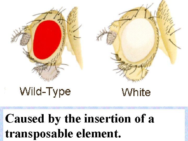 Caused by the insertion of a transposable element. 38 