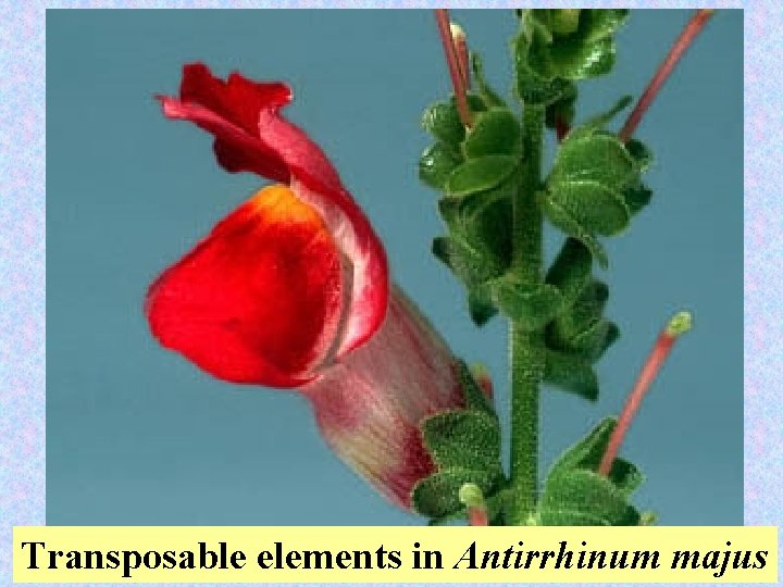 Transposable elements in Antirrhinum majus 39 