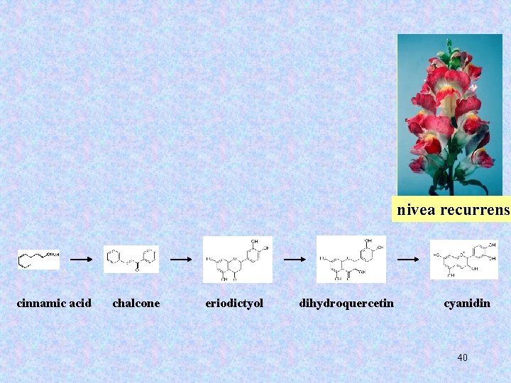 nivea recurrens cinnamic acid chalcone eriodictyol dihydroquercetin cyanidin 40 