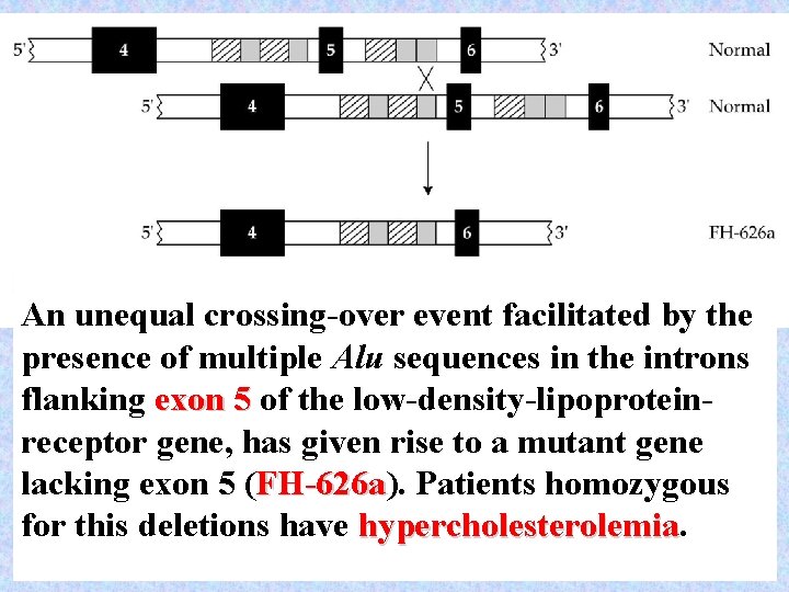 An unequal crossing-over event facilitated by the presence of multiple Alu sequences in the