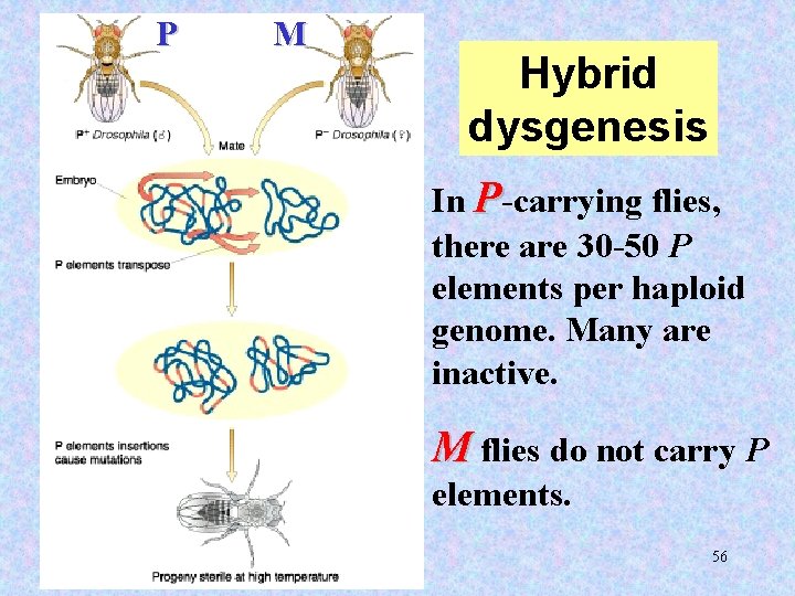 P M Hybrid dysgenesis In P-carrying flies, there are 30 -50 P elements per