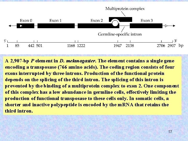 A 2, 907 -bp P element in D. melanogaster. The element contains a single