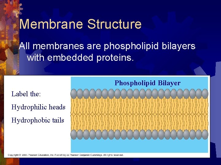 Membrane Structure All membranes are phospholipid bilayers with embedded proteins. Phospholipid Bilayer Label the: