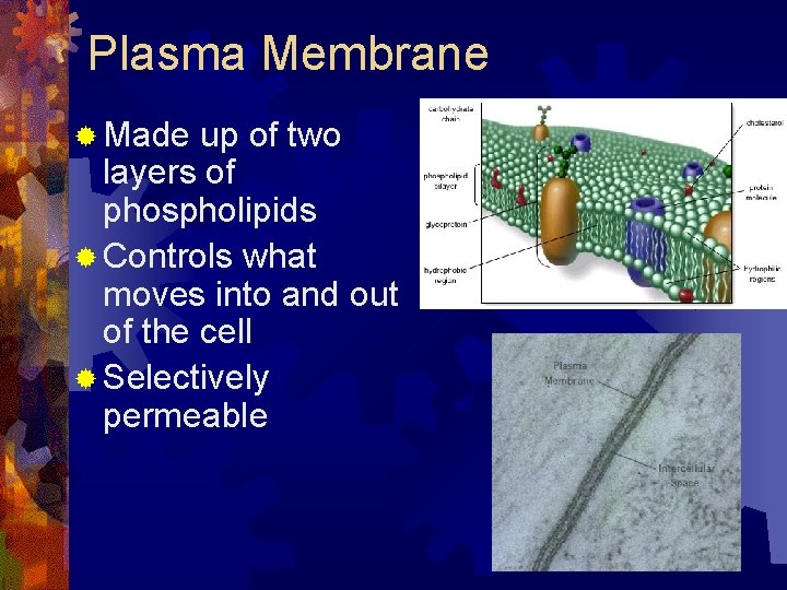 Plasma Membrane ® Made up of two layers of phospholipids ® Controls what moves