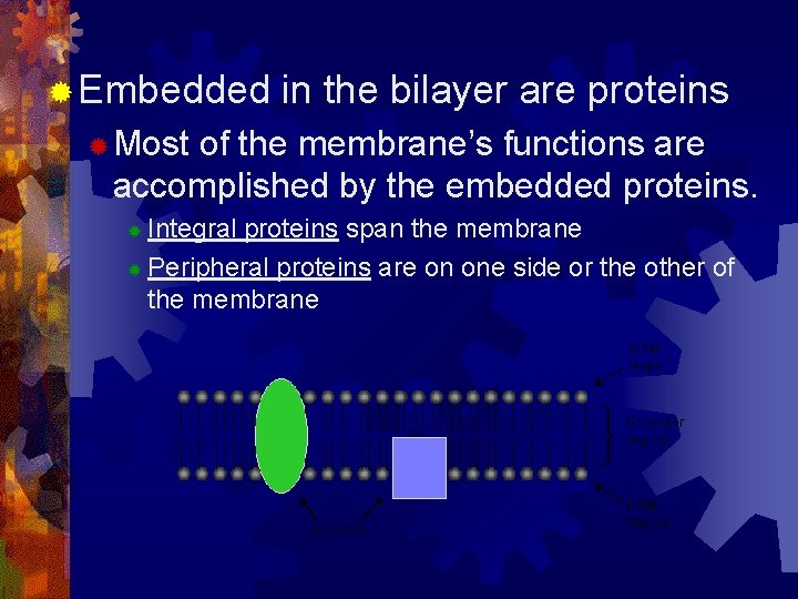 ® Embedded in the bilayer are proteins ® Most of the membrane’s functions are