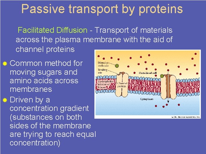 Passive transport by proteins Facilitated Diffusion - Transport of materials across the plasma membrane