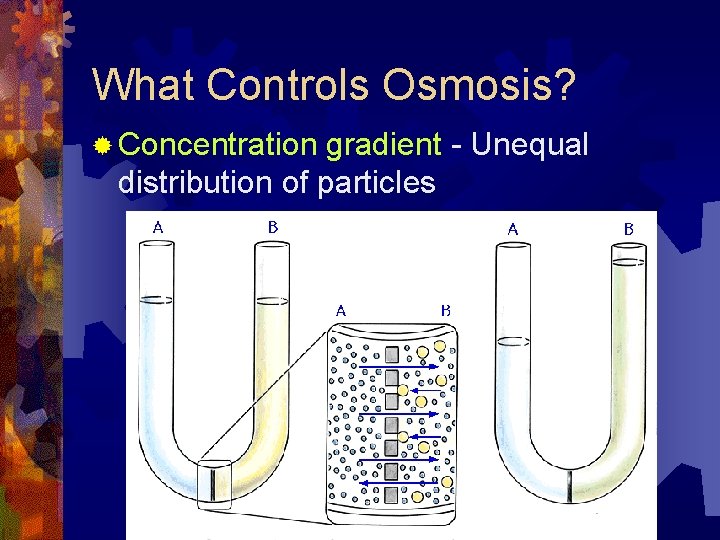 What Controls Osmosis? ® Concentration gradient - Unequal distribution of particles 