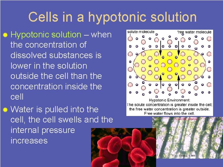 Cells in a hypotonic solution ® Hypotonic solution – when the concentration of dissolved