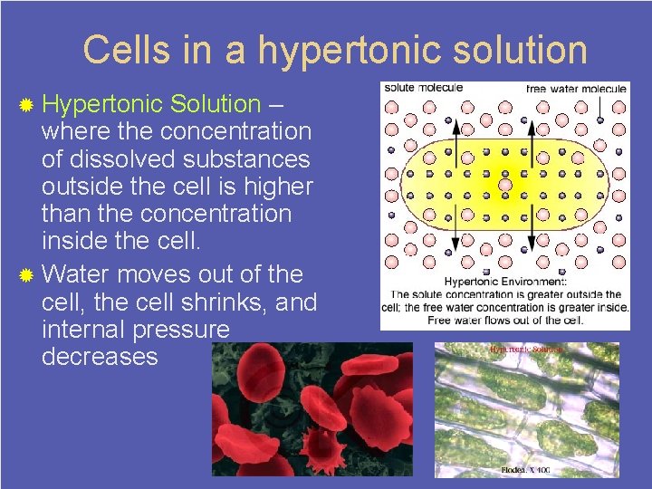 Cells in a hypertonic solution ® Hypertonic Solution – where the concentration of dissolved