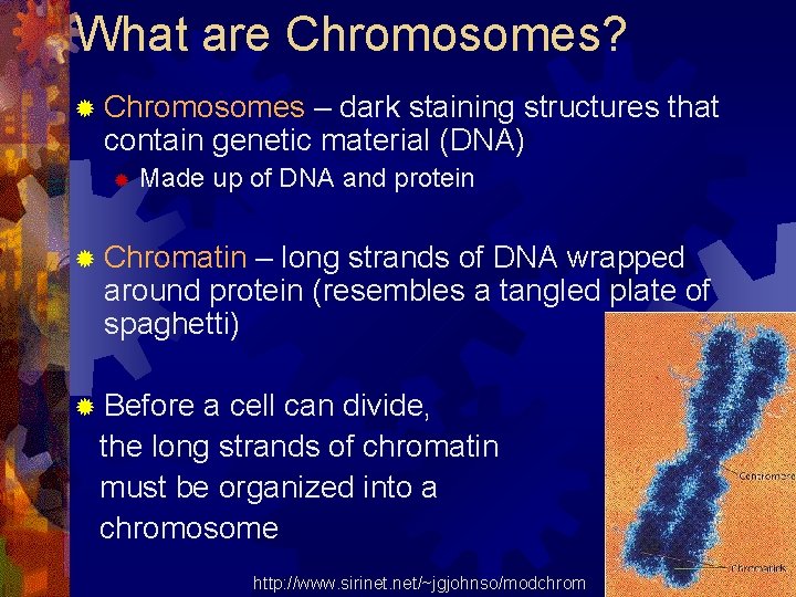What are Chromosomes? ® Chromosomes – dark staining structures that contain genetic material (DNA)