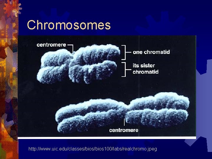 Chromosomes http: //www. uic. edu/classes/bios 100/labs/realchromo. jpeg 