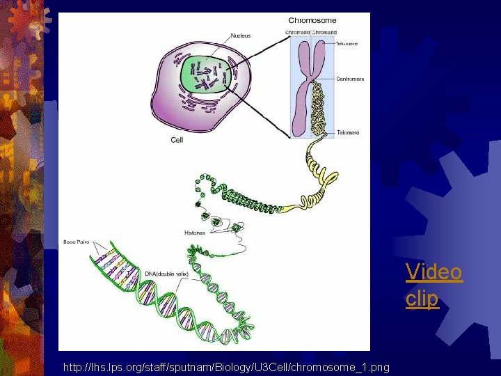 Video clip http: //lhs. lps. org/staff/sputnam/Biology/U 3 Cell/chromosome_1. png 