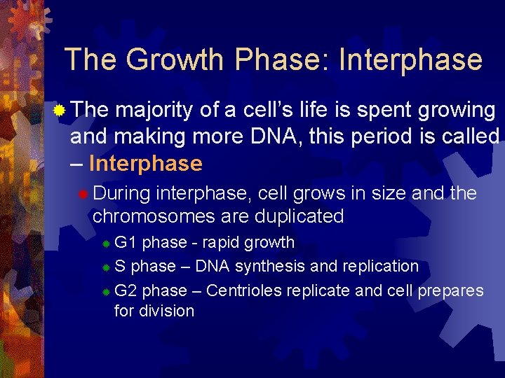 The Growth Phase: Interphase ® The majority of a cell’s life is spent growing