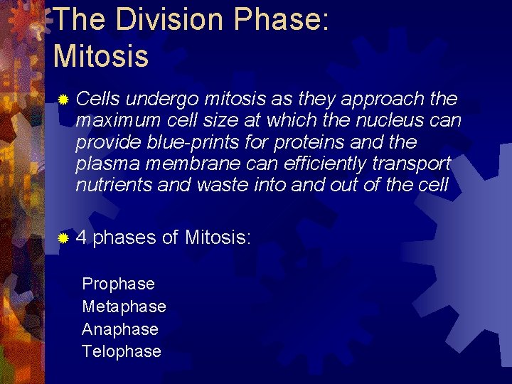 The Division Phase: Mitosis ® Cells undergo mitosis as they approach the maximum cell