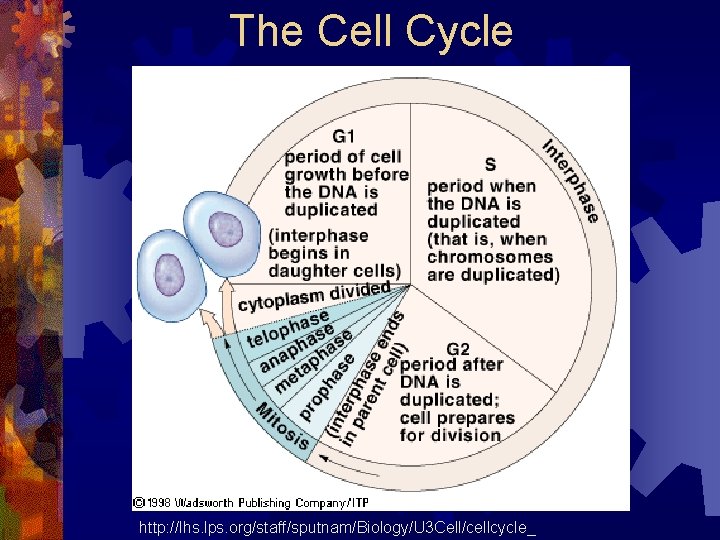 The Cell Cycle http: //lhs. lps. org/staff/sputnam/Biology/U 3 Cell/cellcycle_ 