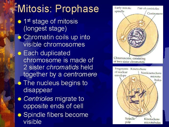 Mitosis: Prophase ® 1 st stage of mitosis (longest stage) ® Chromatin coils up