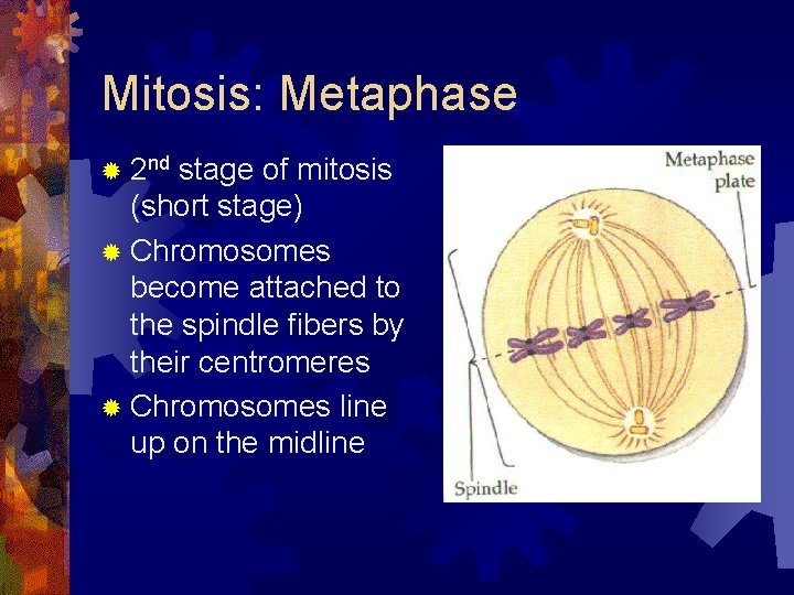 Mitosis: Metaphase ® 2 nd stage of mitosis (short stage) ® Chromosomes become attached