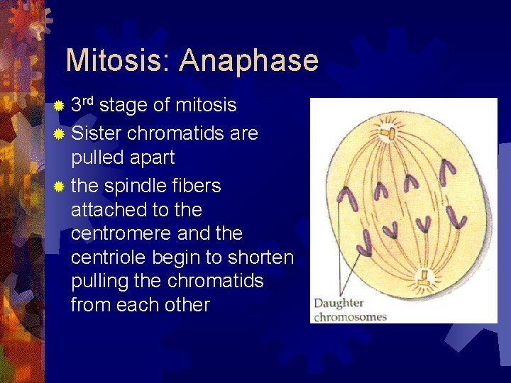 Mitosis: Anaphase ® 3 rd stage of mitosis ® Sister chromatids are pulled apart