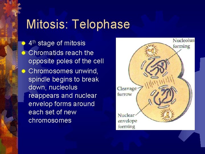 Mitosis: Telophase 4 th stage of mitosis ® Chromatids reach the opposite poles of