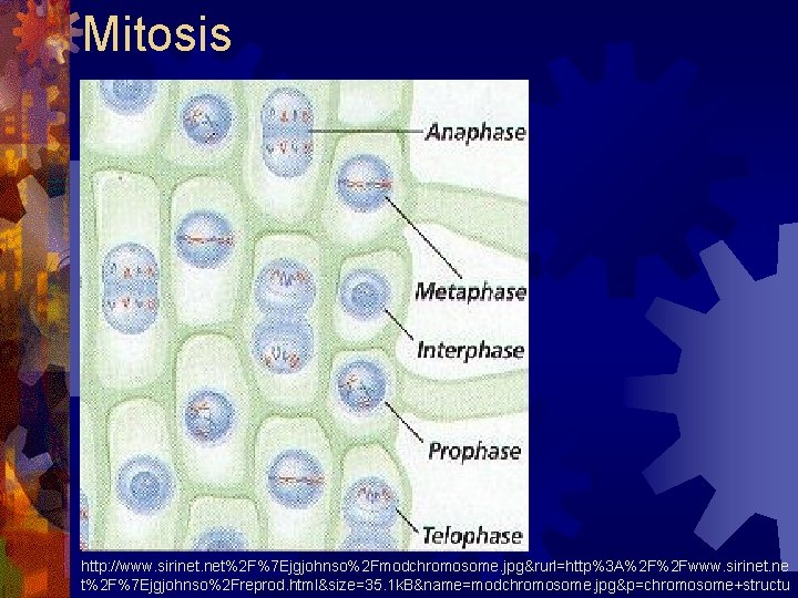 Mitosis http: //www. sirinet. net%2 F%7 Ejgjohnso%2 Fmodchromosome. jpg&rurl=http%3 A%2 F%2 Fwww. sirinet. ne