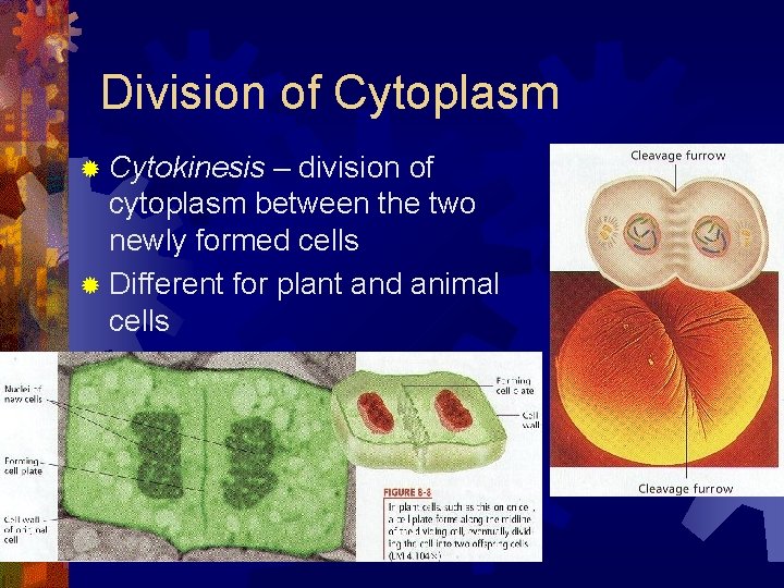 Division of Cytoplasm ® Cytokinesis – division of cytoplasm between the two newly formed