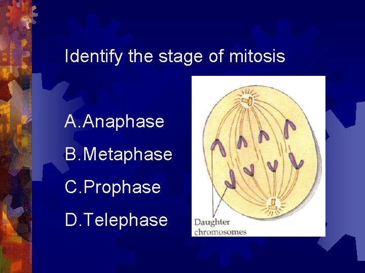 Identify the stage of mitosis A. Anaphase B. Metaphase C. Prophase D. Telephase 