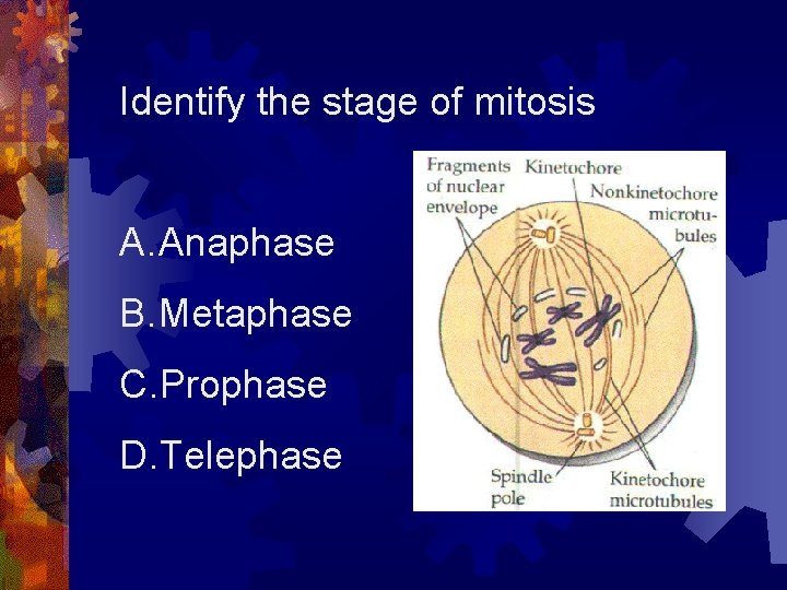 Identify the stage of mitosis A. Anaphase B. Metaphase C. Prophase D. Telephase 