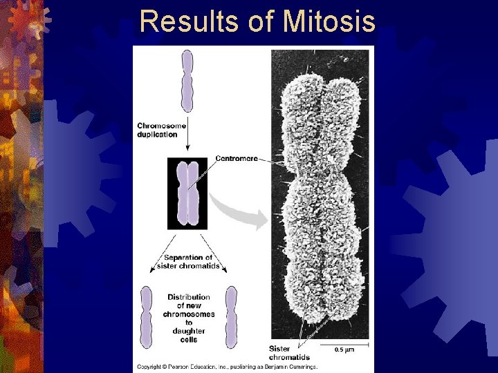 Results of Mitosis 