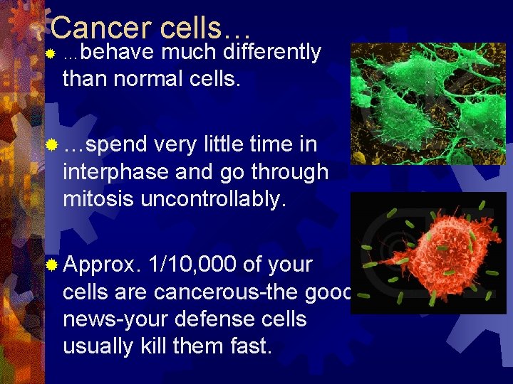 Cancer cells… ® …behave much differently than normal cells. ® …spend very little time