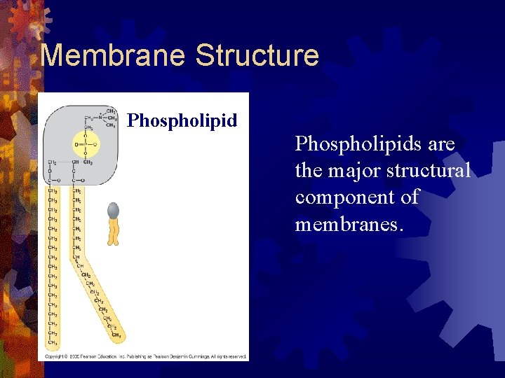 Membrane Structure Phospholipids are the major structural component of membranes. 