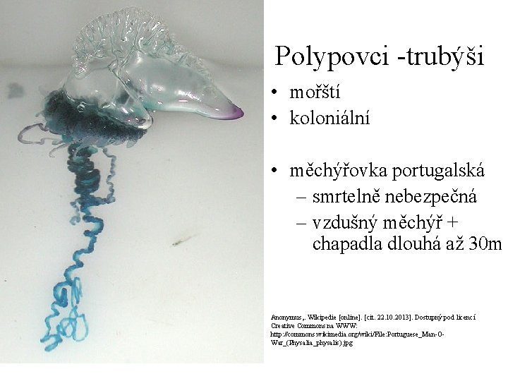 Polypovci -trubýši • mořští • koloniální • měchýřovka portugalská – smrtelně nebezpečná – vzdušný