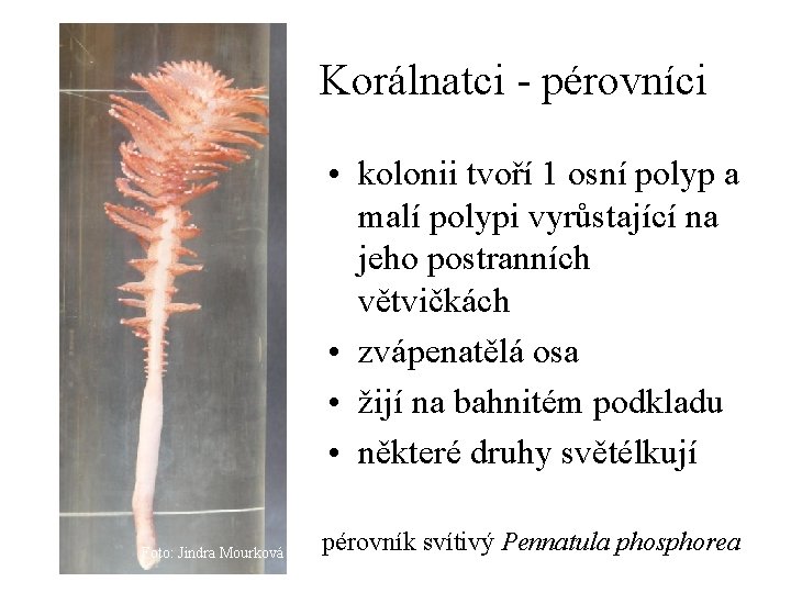 Korálnatci - pérovníci • kolonii tvoří 1 osní polyp a malí polypi vyrůstající na