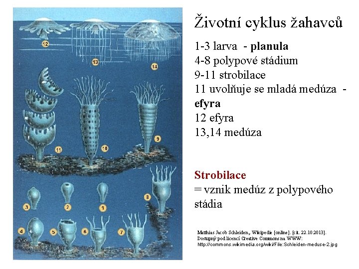 Životní cyklus žahavců 1 -3 larva - planula 4 -8 polypové stádium 9 -11