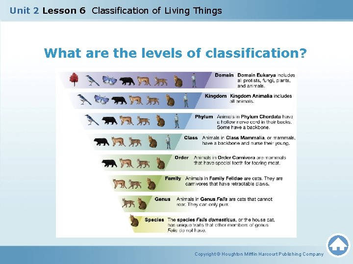 Unit 2 Lesson 6 Classification of Living Things What are the levels of classification?