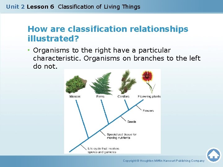 Unit 2 Lesson 6 Classification of Living Things How are classification relationships illustrated? •