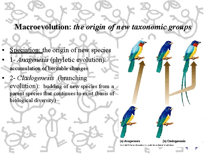Macroevolution: the origin of new taxonomic groups • Speciation: the origin of new species Macroevolution: the origin of new taxonomic groups • Speciation: the origin of new species
