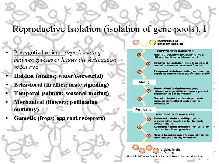 Reproductive Isolation (isolation of gene pools), I • Prezygotic barriers: impede mating between species Reproductive Isolation (isolation of gene pools), I • Prezygotic barriers: impede mating between species
