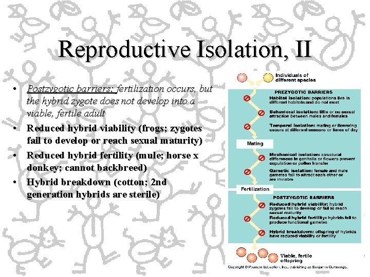 Reproductive Isolation, II • Postzygotic barriers: fertilization occurs, but the hybrid zygote does not Reproductive Isolation, II • Postzygotic barriers: fertilization occurs, but the hybrid zygote does not