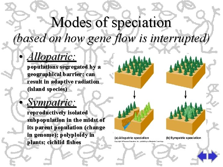 Modes of speciation (based on how gene flow is interrupted) • Allopatric: populations segregated Modes of speciation (based on how gene flow is interrupted) • Allopatric: populations segregated