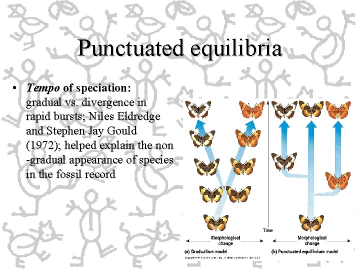 Punctuated equilibria • Tempo of speciation: gradual vs. divergence in rapid bursts; Niles Eldredge Punctuated equilibria • Tempo of speciation: gradual vs. divergence in rapid bursts; Niles Eldredge