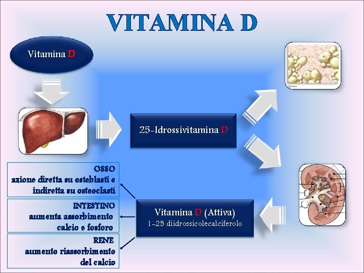 VITAMINA D Vitamina D 25 -Idrossivitamina D OSSO azione diretta su osteblasti e indiretta
