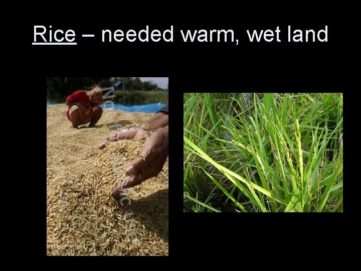 Rice – needed warm, wet land 